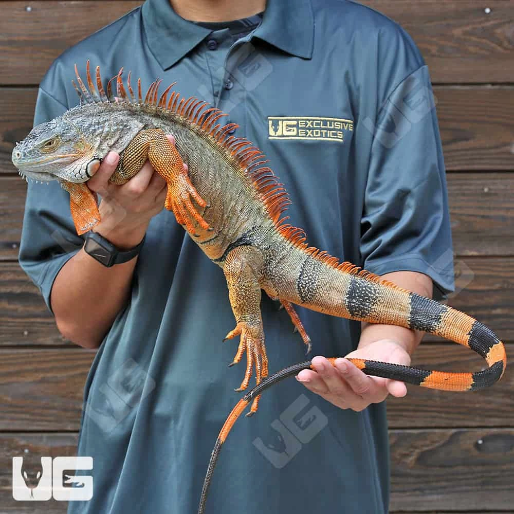 Green Iguana (4 β 5β²)