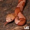 Broad Banded Copperhead Snake #4