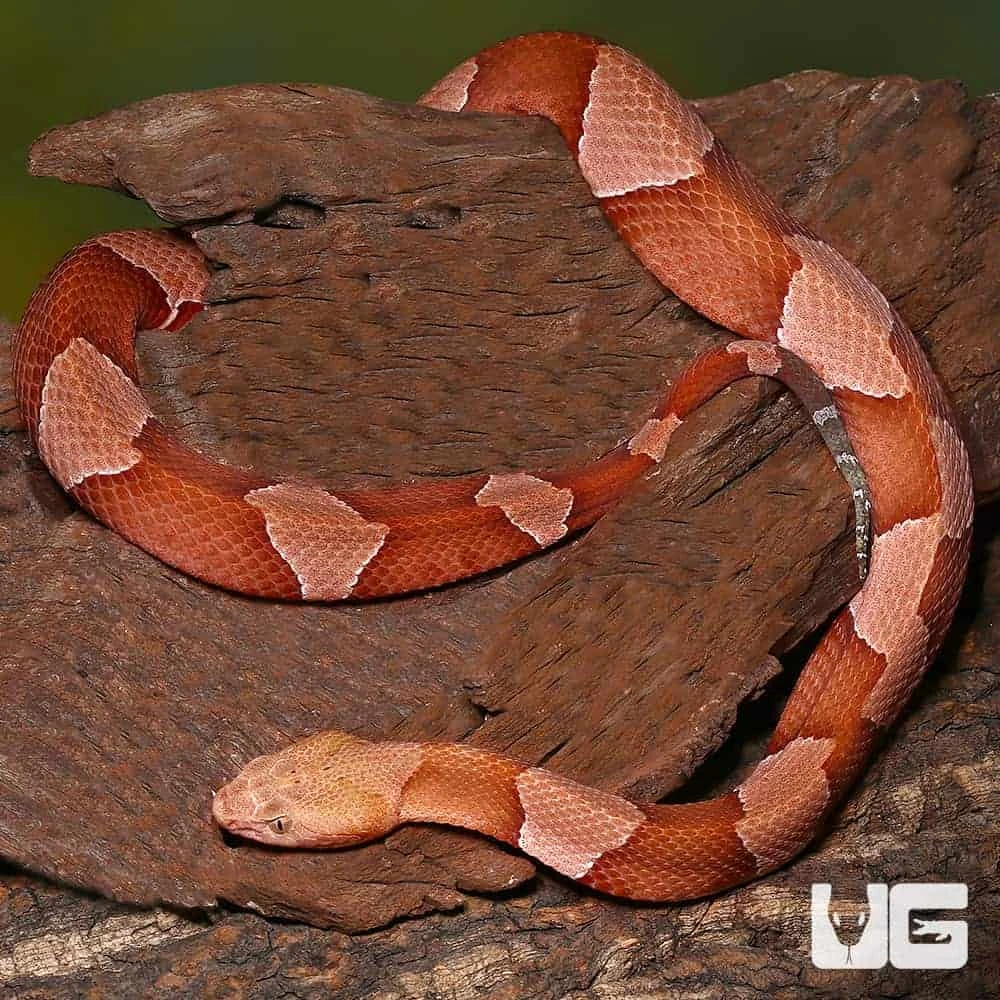 Broad Banded Copperhead Snake #4 - Image 2