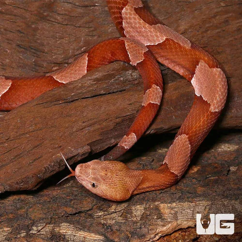 Broad Banded Copperhead Snake #4 - Image 3