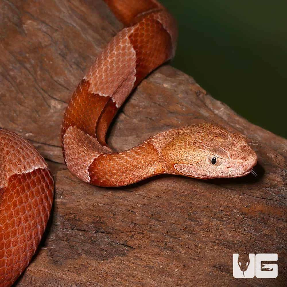 Broad Banded Copperhead Snake #4 - Image 4