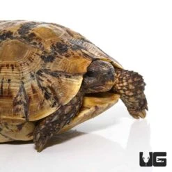 Northern Zombensis Hingeback Tortoise #4