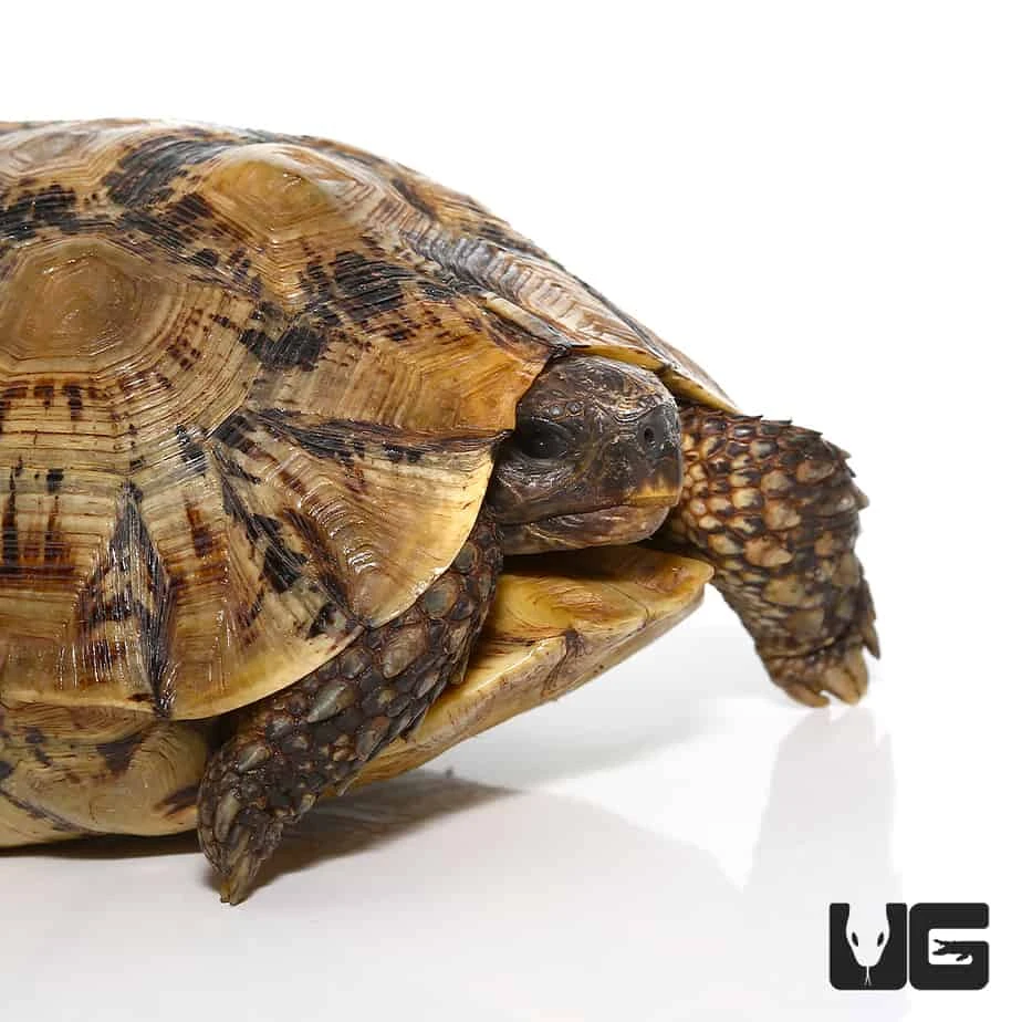 Northern Zombensis Hingeback Tortoise #4