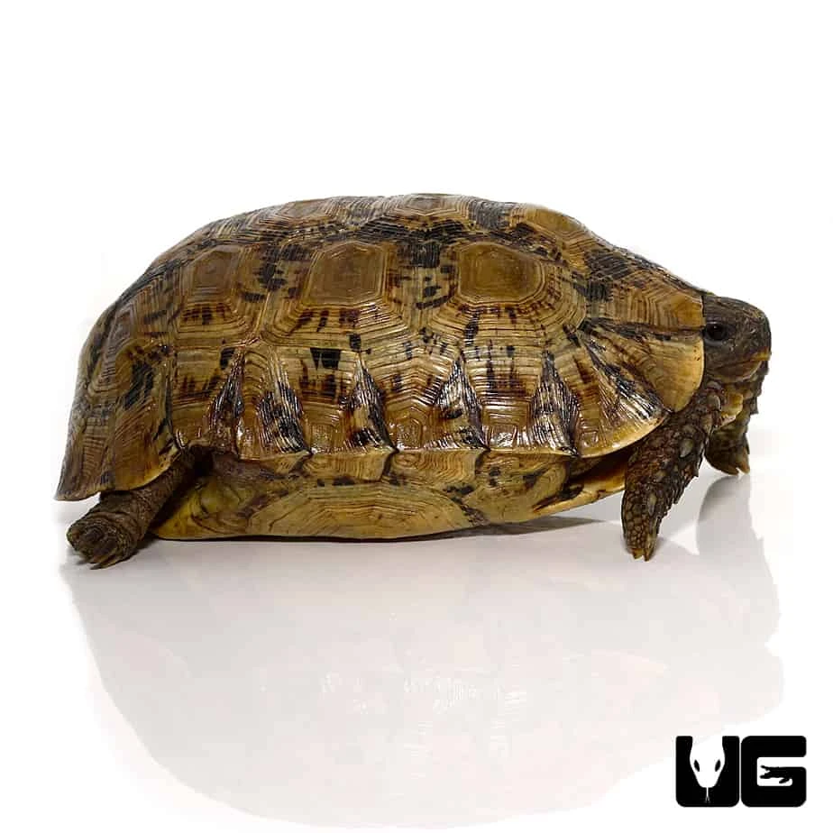 Northern Zombensis Hingeback Tortoise #4 - Image 2