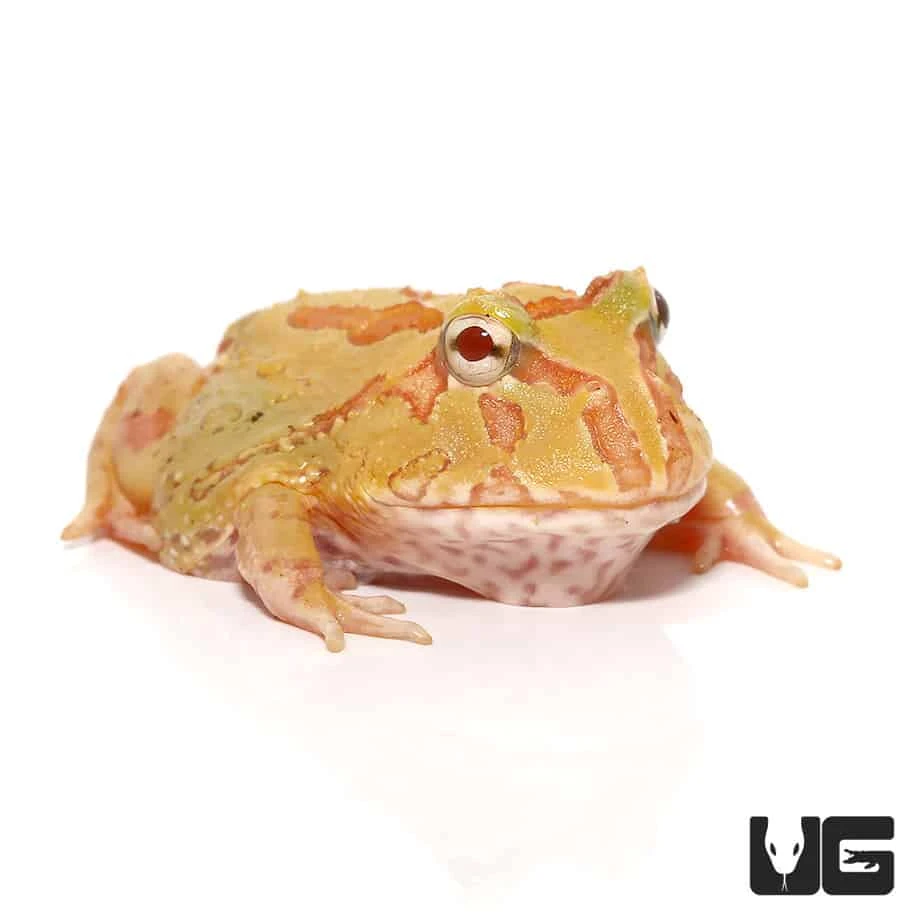 4 Spot Patternless Albino Pacman Frog
