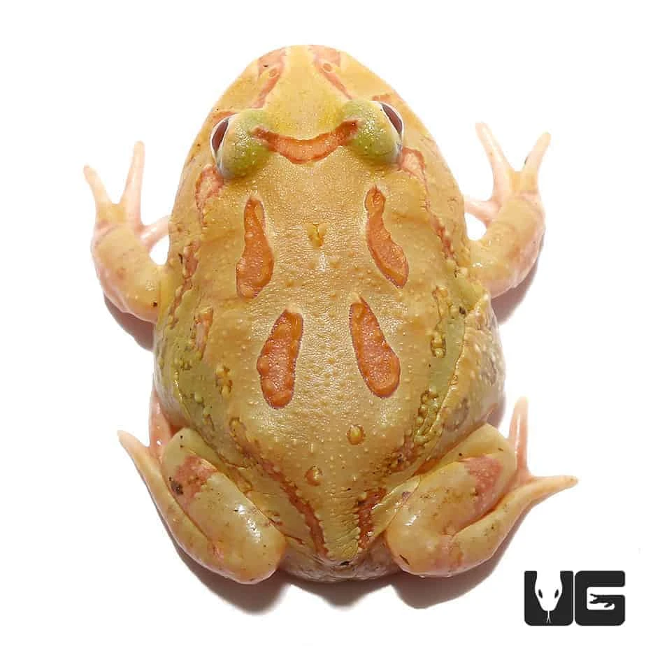 4 Spot Patternless Albino Pacman Frog - Image 2