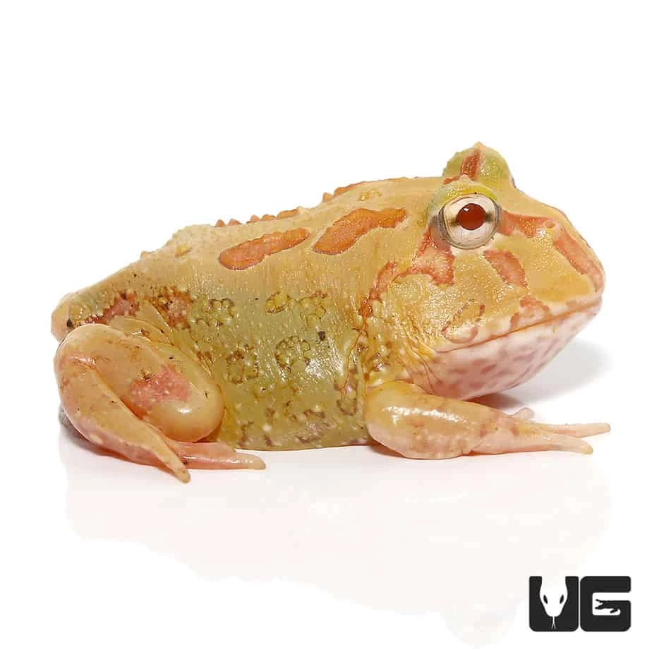 4 Spot Patternless Albino Pacman Frog - Image 3