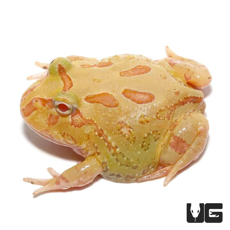 4 Spot Patternless Albino Pacman Frog - Image 4