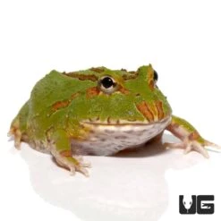 4 Spot Patternless Green Pacman Frog