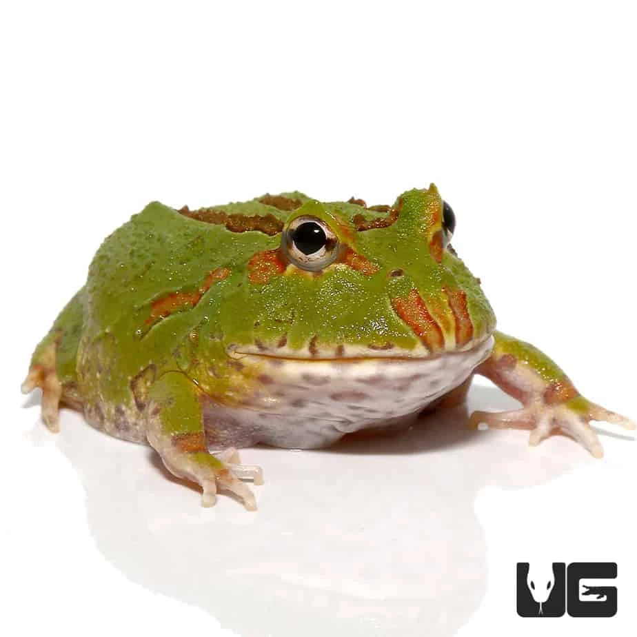 4 Spot Patternless Green Pacman Frog