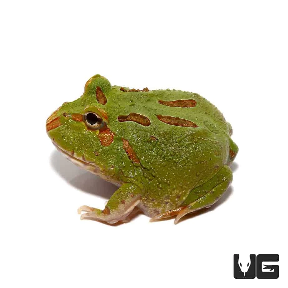 4 Spot Patternless Green Pacman Frog - Image 2