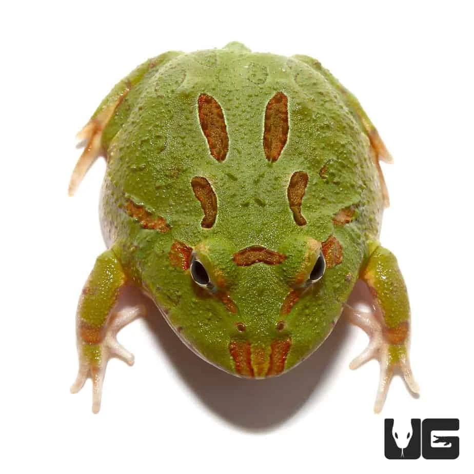 4 Spot Patternless Green Pacman Frog - Image 4
