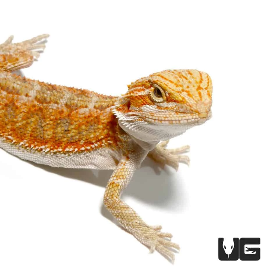 Hypo Blue Bar Bearded Dragon - Image 2
