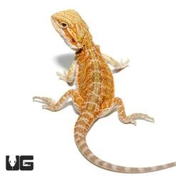 Hypo Blue Bar Bearded Dragon