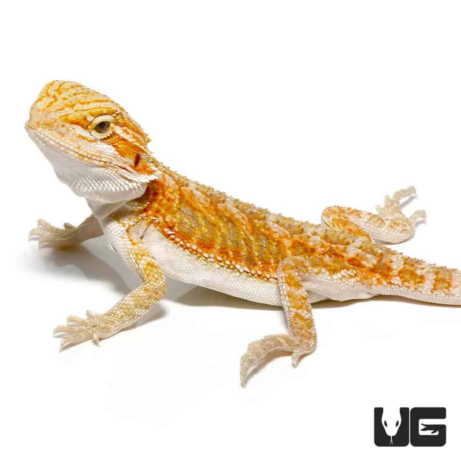 Hypo Blue Bar Bearded Dragon - Image 3