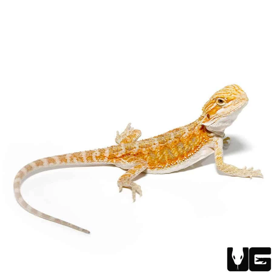 Hypo Blue Bar Bearded Dragon - Image 4