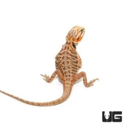 Baby Blue Bar Silky Bearded Dragon