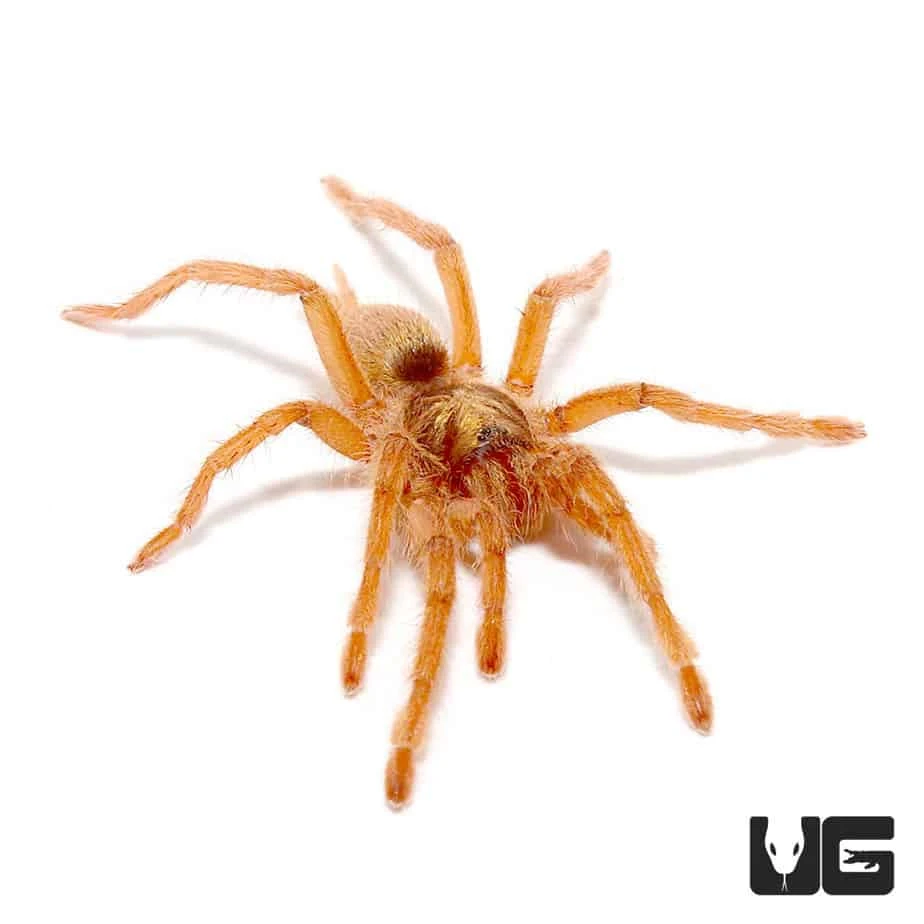 Trinidad Olive Gold Tarantula (.75 β 1.25β)