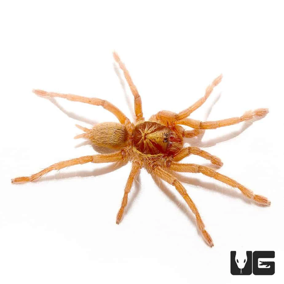 Trinidad Olive Gold Tarantula (.75 β 1.25β) - Image 2