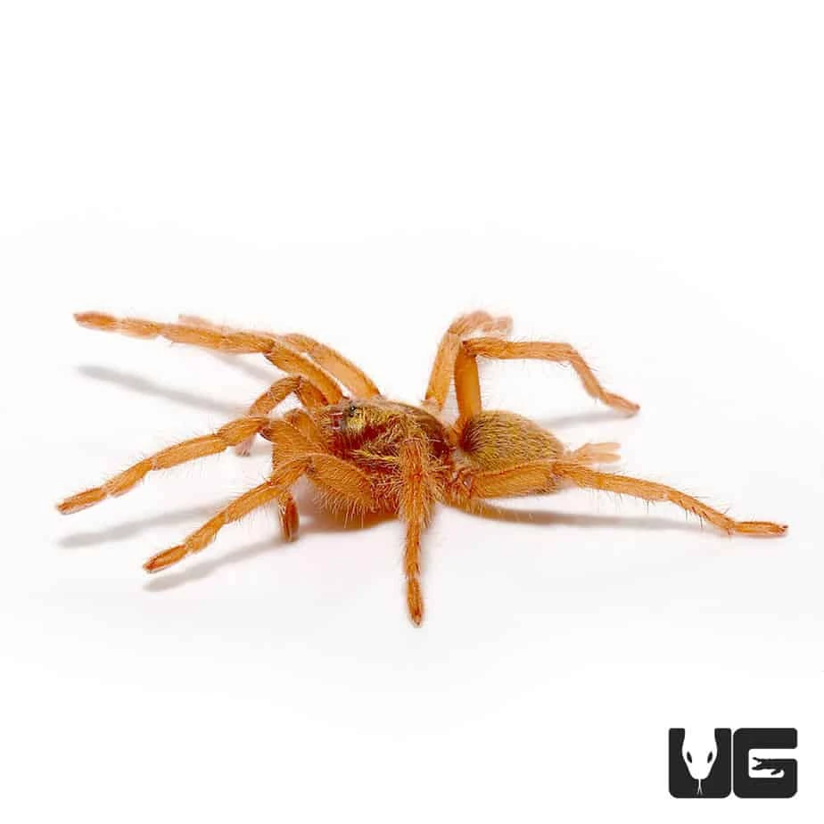 Trinidad Olive Gold Tarantula (.75 β 1.25β) - Image 4
