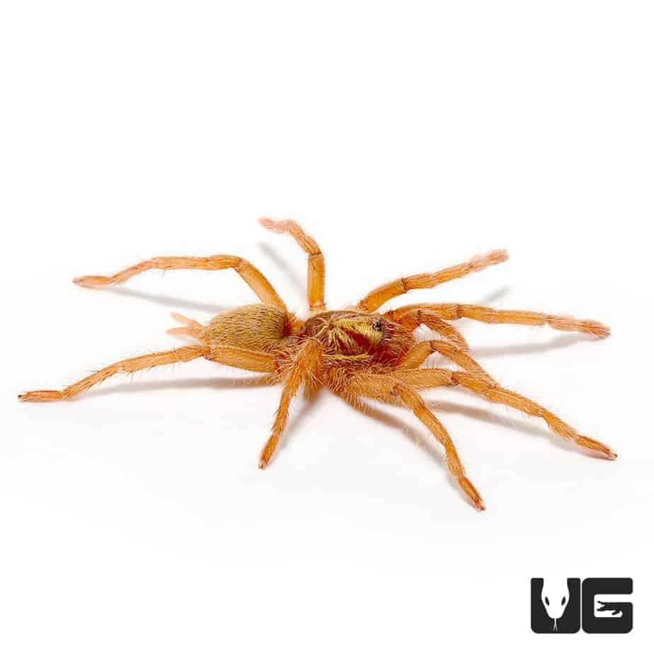 Trinidad Olive Gold Tarantula (.75 β 1.25β) - Image 3