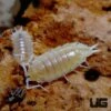 Porcellionides Pruinosus White Out Isopods