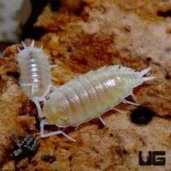 Porcellionides Pruinosus White Out Isopods