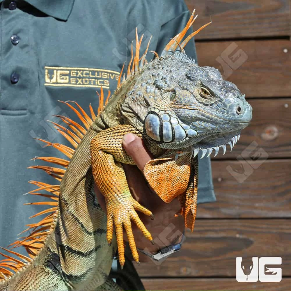 Green Iguana (5 β 6β²) - Image 2