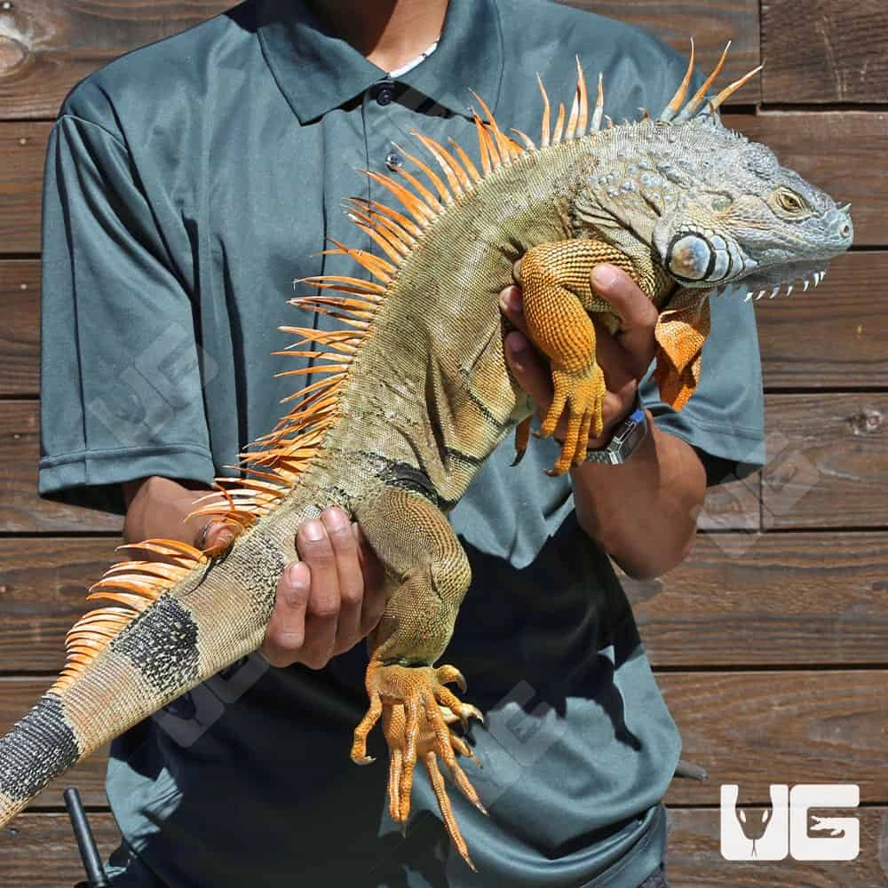 Green Iguana (5 β 6β²)