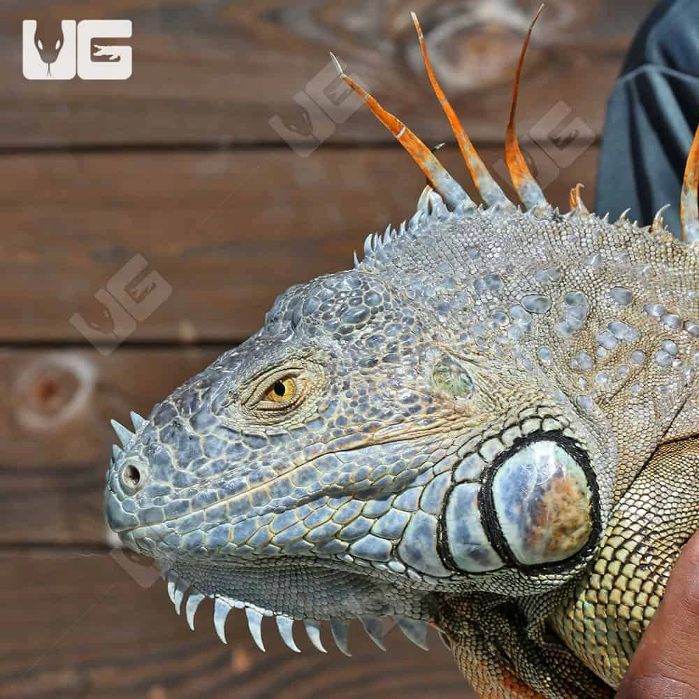 Green Iguana (5 β 6β²) - Image 4