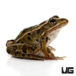 Northern Leopard Frog
