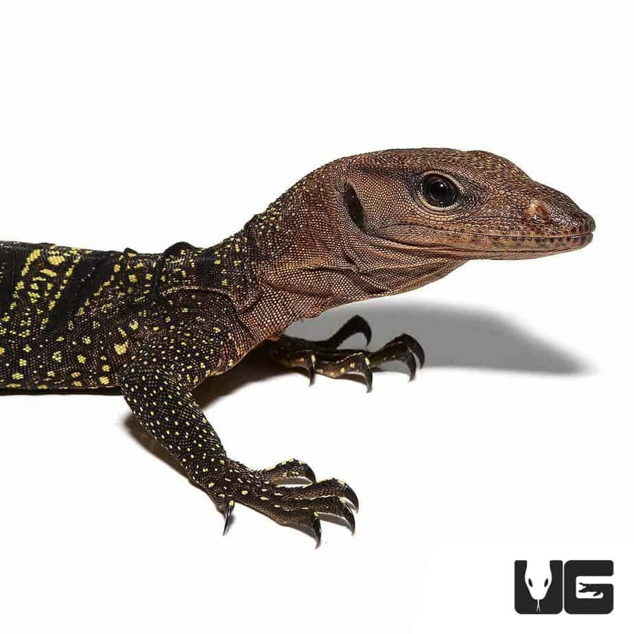 Hatchling Spiny Neck Monitor