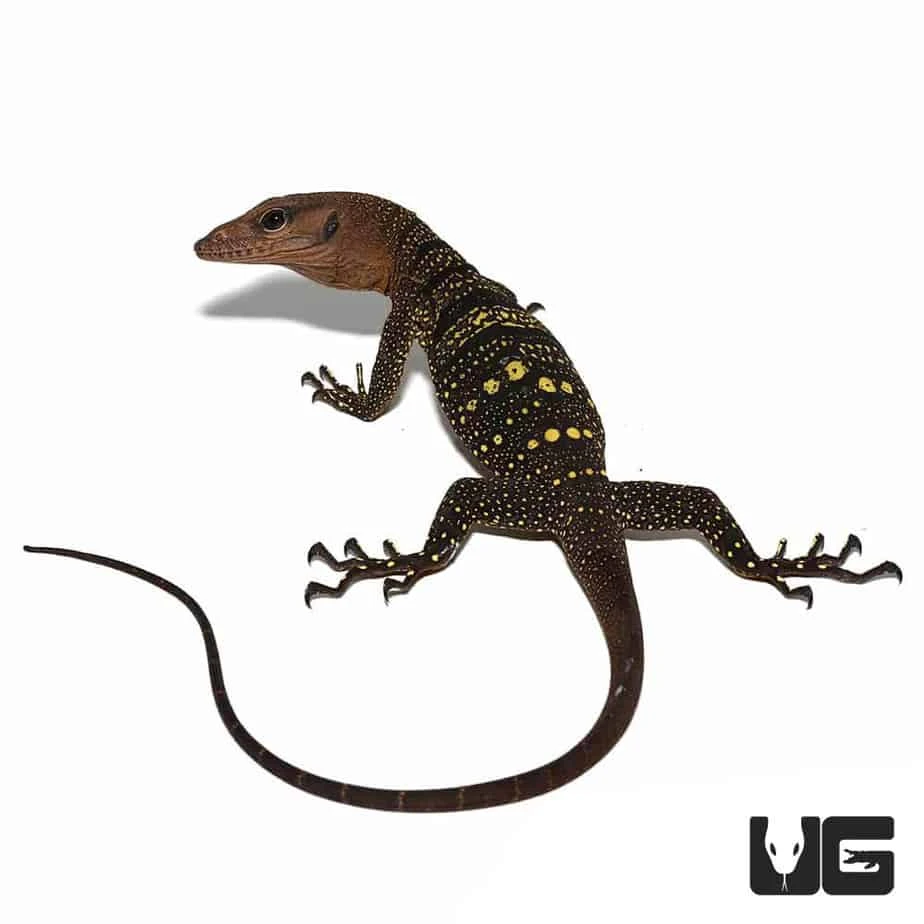 Hatchling Spiny Neck Monitor - Image 3