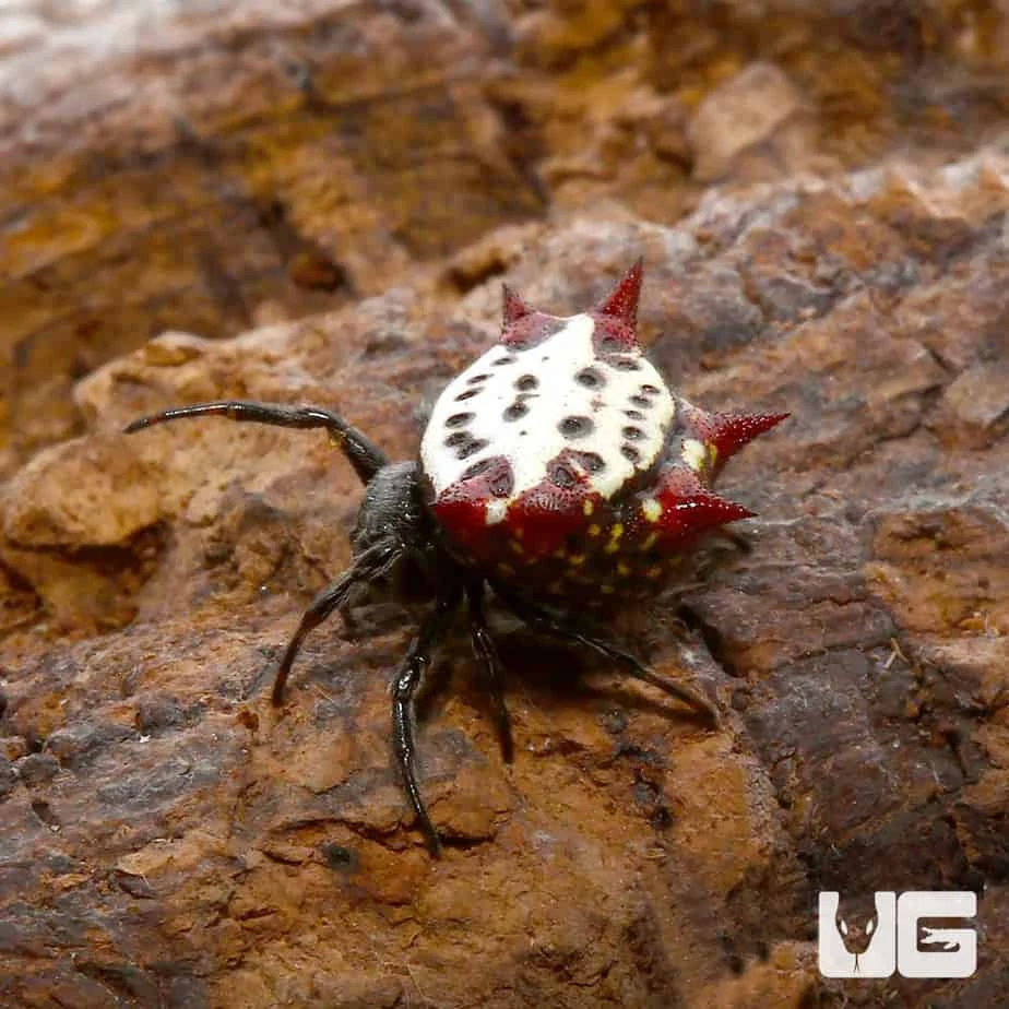 Crown Spider - Image 3