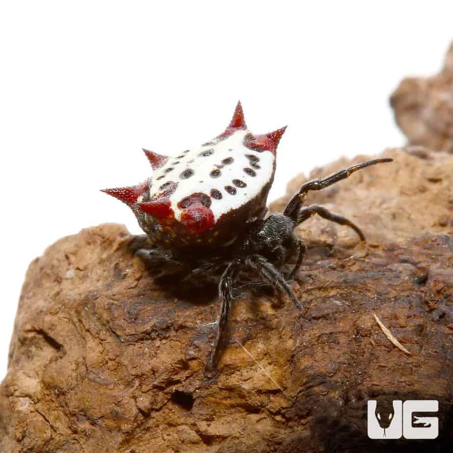 Crown Spider - Image 4