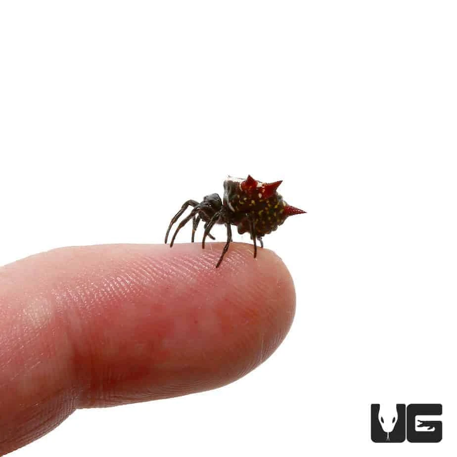 Crown Spider - Image 2