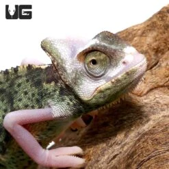 6 To 8 Inch High White Translucent Veiled Chameleon