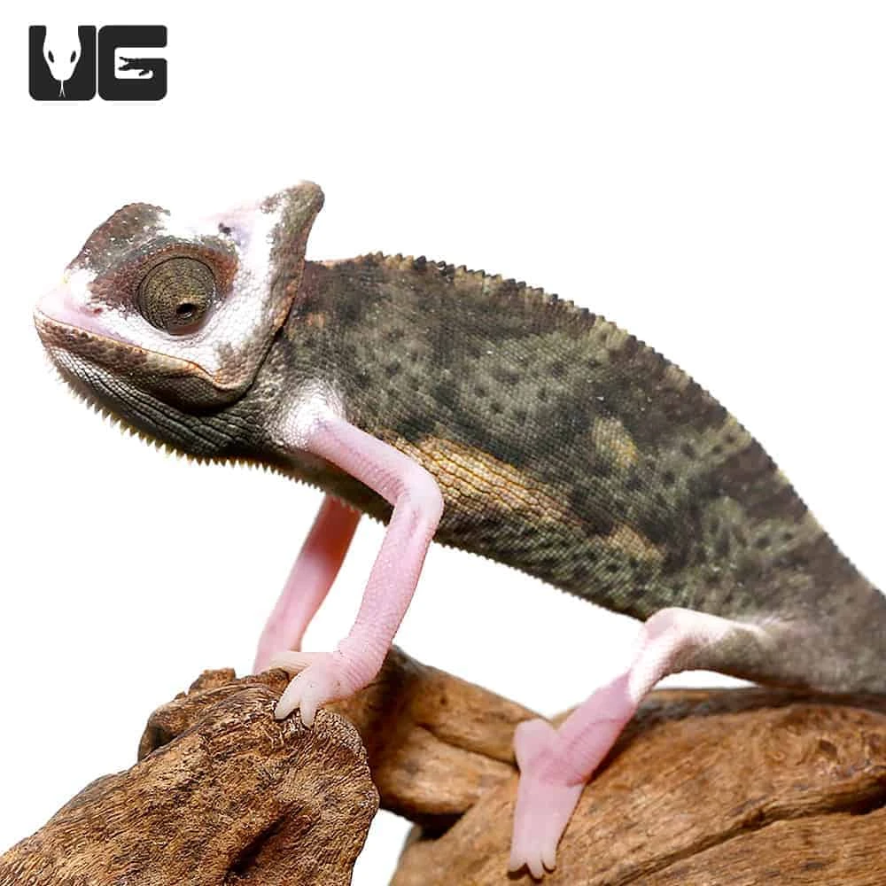 6 To 8 Inch High White Translucent Veiled Chameleon - Image 2