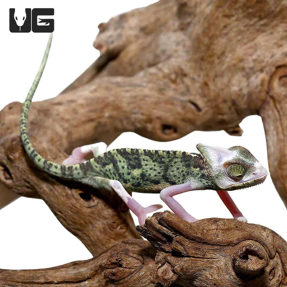 6 To 8 Inch High White Translucent Veiled Chameleon - Image 3