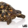 Northern Zombensis Hingeback Tortoise #6