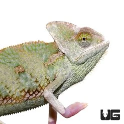 6 To 8 Inch Translucent Veiled Chameleon