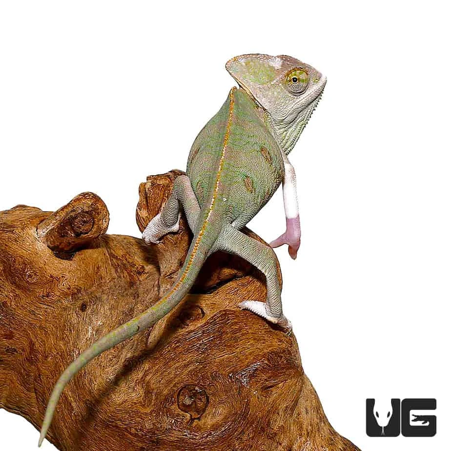 6 To 8 Inch Translucent Veiled Chameleon - Image 4