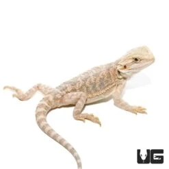 8-10 Inch Hypo Blue Bar Bearded Dragon