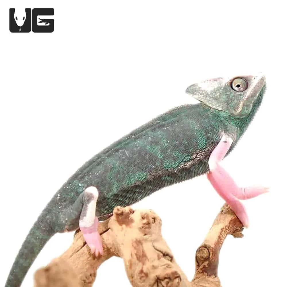 9-11 Inch High White Translucent Veiled Chameleon - Image 2