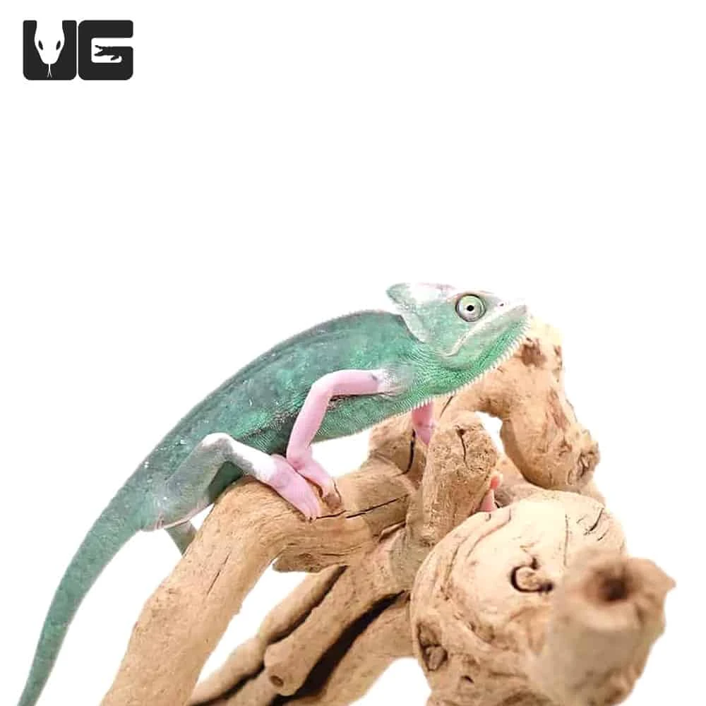 9-11 Inch High White Translucent Veiled Chameleon - Image 4