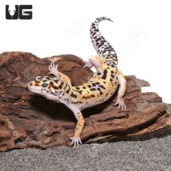 Adult Normal Leopard Gecko