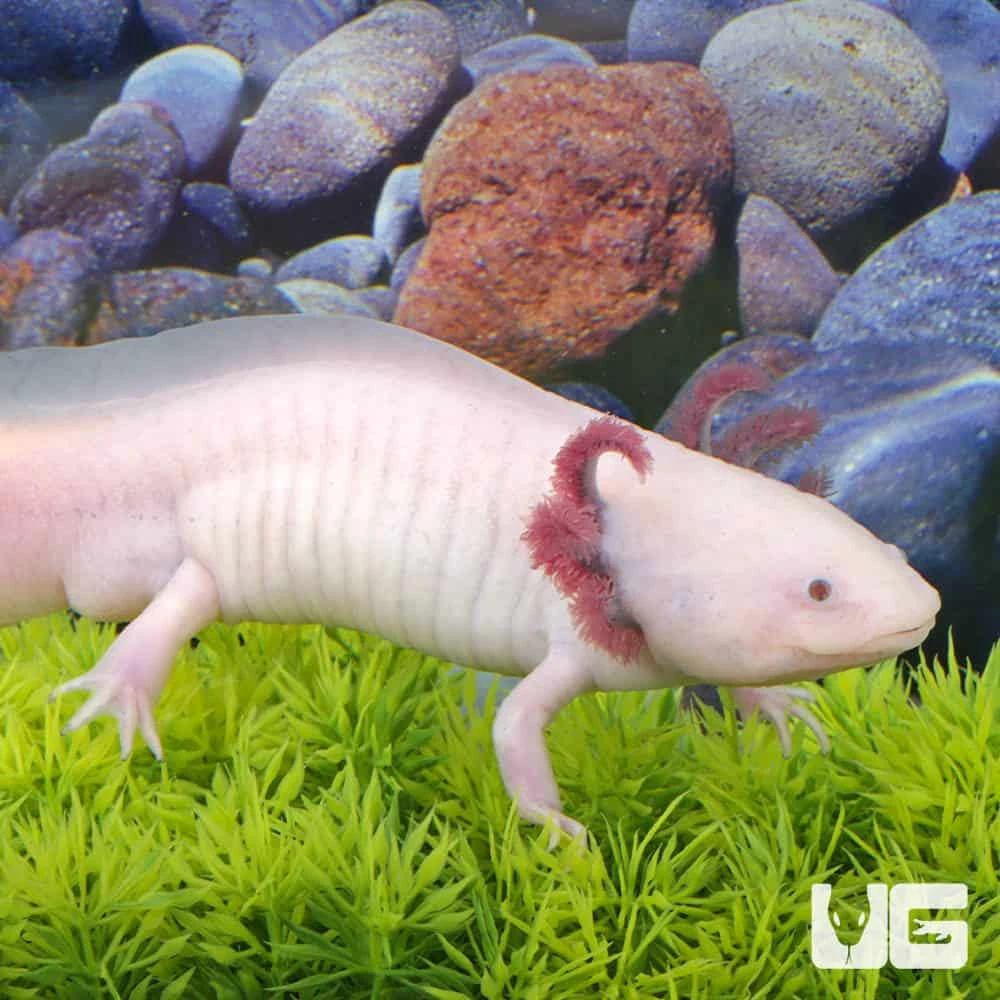 Adult Male Blue Gill Leucistic Axolotl #2