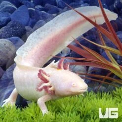 Adult Male Albino Axolotl #1