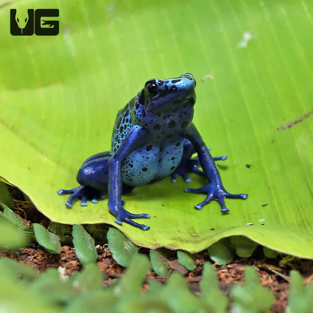 Adult Blue Azureus Tinctorius Dart Frog - Image 2