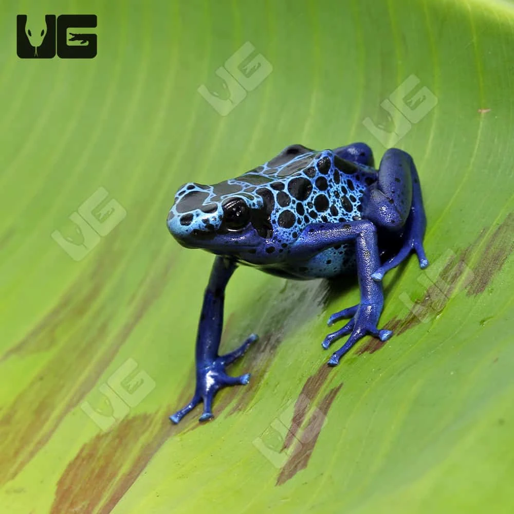 Adult Blue Azureus Tinctorius Dart Frog